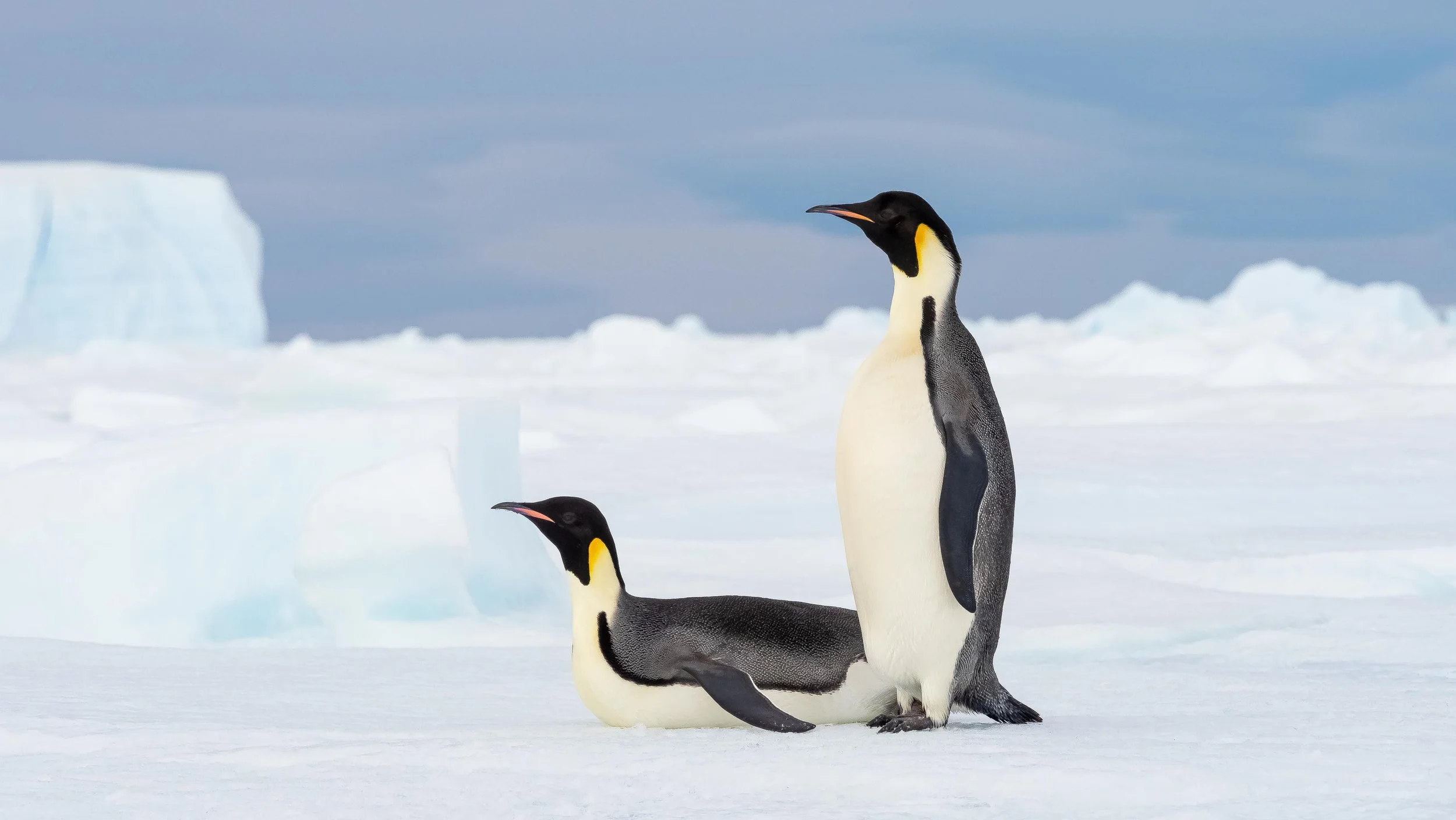 Emperor Penguins in Antarctica — Adam Maire Photography